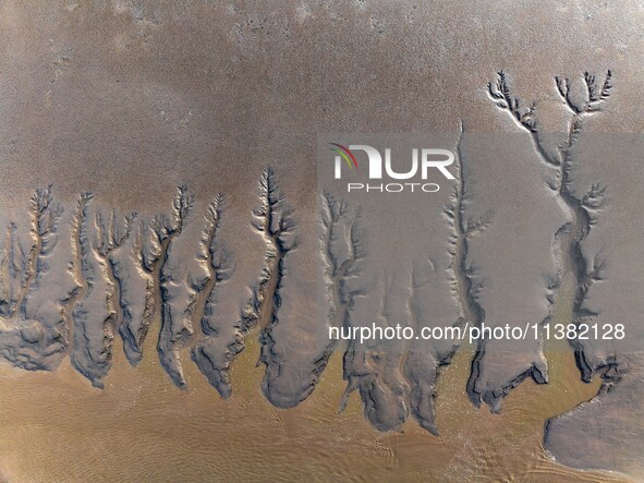 A landscape shaped like a tidal tree is being seen on the sea flat after the ebb tide in Tiaozini wetland in Yancheng, China, on July 3, 202...