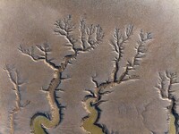 A landscape shaped like a tidal tree is being seen on the sea flat after the ebb tide in Tiaozini wetland in Yancheng, China, on July 3, 202...