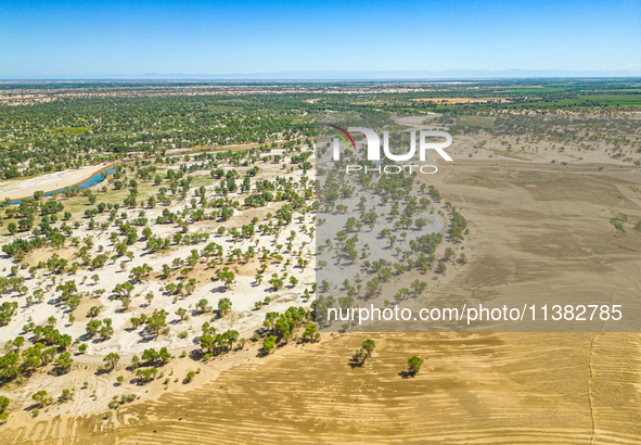 The local forestry department is laying water-saving drip irrigation facilities on the smooth dunes, planting salt-tolerant and drought-tole...