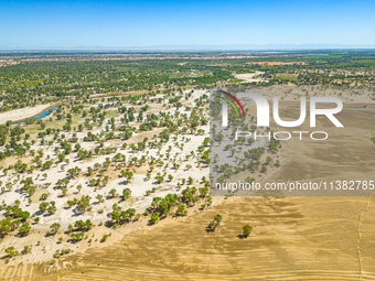 The local forestry department is laying water-saving drip irrigation facilities on the smooth dunes, planting salt-tolerant and drought-tole...