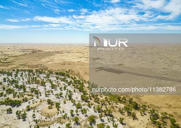 The local forestry department is laying water-saving drip irrigation facilities on the smooth dunes, planting salt-tolerant and drought-tole...