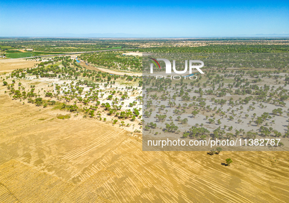 The local forestry department is laying water-saving drip irrigation facilities on the smooth dunes, planting salt-tolerant and drought-tole...