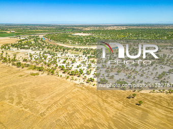 The local forestry department is laying water-saving drip irrigation facilities on the smooth dunes, planting salt-tolerant and drought-tole...