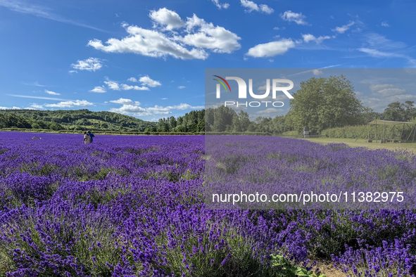 Castle Farm Lavender Field is blooming in full. The lavender season is normally from late June to late July 