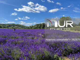 Castle Farm Lavender Field is blooming in full. The lavender season is normally from late June to late July (