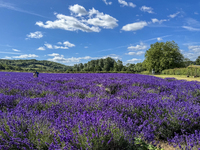 Castle Farm Lavender Field is blooming in full. The lavender season is normally from late June to late July (