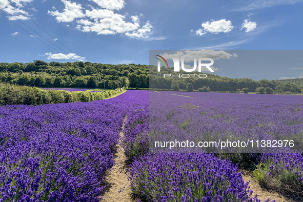 Castle Farm Lavender Field is blooming in full. The lavender season is normally from late June to late July 