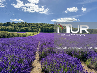 Castle Farm Lavender Field is blooming in full. The lavender season is normally from late June to late July (