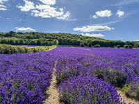 Castle Farm Lavender Field is blooming in full. The lavender season is normally from late June to late July (