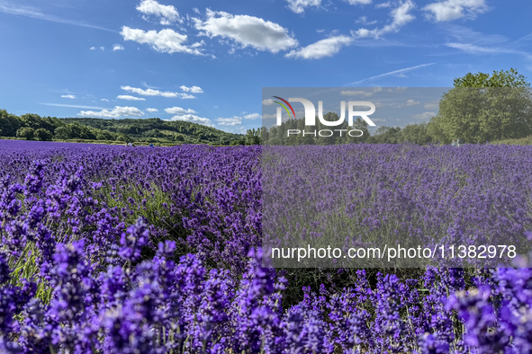 Castle Farm Lavender Field is blooming in full. The lavender season is normally from late June to late July 