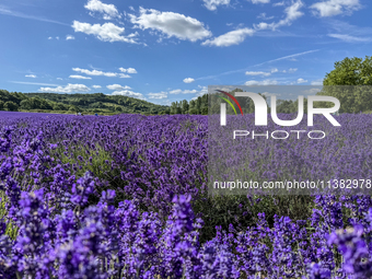 Castle Farm Lavender Field is blooming in full. The lavender season is normally from late June to late July (