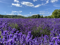 Castle Farm Lavender Field is blooming in full. The lavender season is normally from late June to late July (