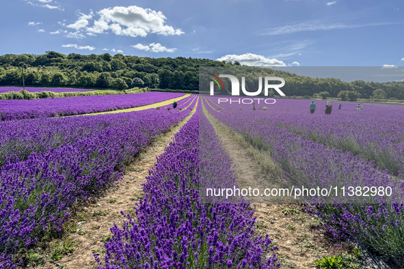 Castle Farm Lavender Field is blooming in full. The lavender season is normally from late June to late July 