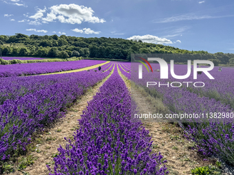 Castle Farm Lavender Field is blooming in full. The lavender season is normally from late June to late July (