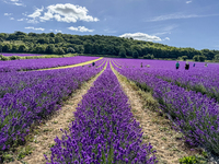 Castle Farm Lavender Field is blooming in full. The lavender season is normally from late June to late July (