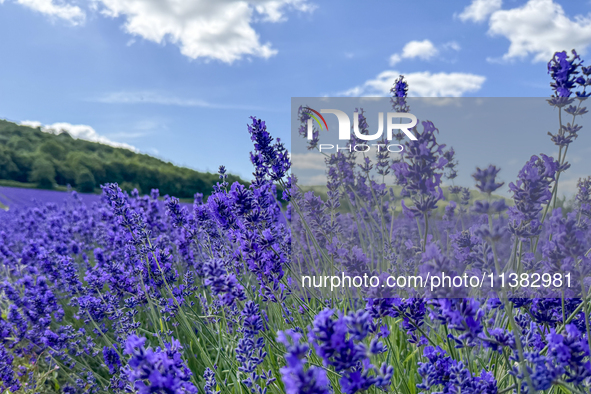 Castle Farm Lavender Field is blooming in full. The lavender season is normally from late June to late July 