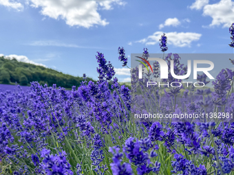 Castle Farm Lavender Field is blooming in full. The lavender season is normally from late June to late July (