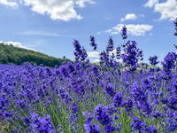 Castle Farm Lavender Field is blooming in full. The lavender season is normally from late June to late July (