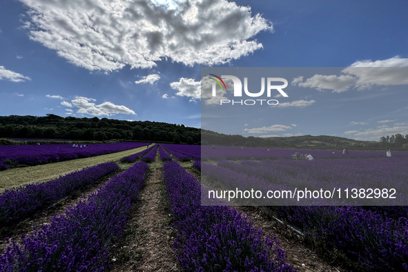 Castle Farm Lavender Field is blooming in full. The lavender season is normally from late June to late July 