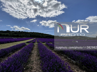 Castle Farm Lavender Field is blooming in full. The lavender season is normally from late June to late July (