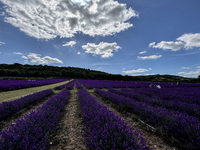 Castle Farm Lavender Field is blooming in full. The lavender season is normally from late June to late July (