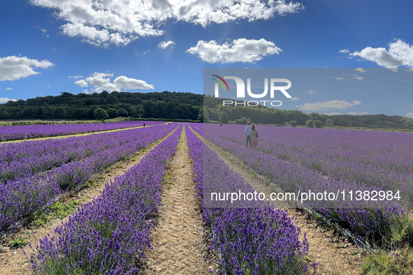 Castle Farm Lavender Field is blooming in full. The lavender season is normally from late June to late July 