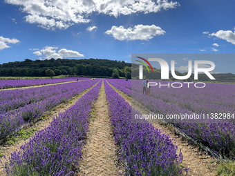 Castle Farm Lavender Field is blooming in full. The lavender season is normally from late June to late July (