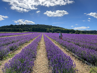 Castle Farm Lavender Field is blooming in full. The lavender season is normally from late June to late July (