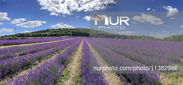 Castle Farm Lavender Field is blooming in full. The lavender season is normally from late June to late July 