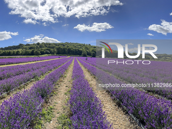 Castle Farm Lavender Field is blooming in full. The lavender season is normally from late June to late July (