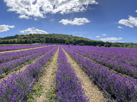 Castle Farm Lavender Field is blooming in full. The lavender season is normally from late June to late July (