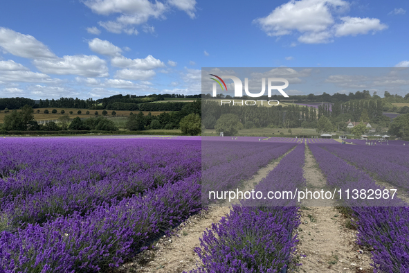 Castle Farm Lavender Field is blooming in full. The lavender season is normally from late June to late July 