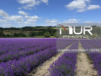 Castle Farm Lavender Field is blooming in full. The lavender season is normally from late June to late July (