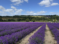 Castle Farm Lavender Field is blooming in full. The lavender season is normally from late June to late July (