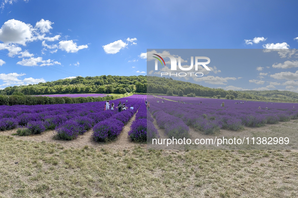 Castle Farm Lavender Field is blooming in full. The lavender season is normally from late June to late July 