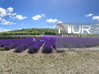 Castle Farm Lavender Field is blooming in full. The lavender season is normally from late June to late July (