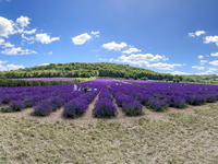 Castle Farm Lavender Field is blooming in full. The lavender season is normally from late June to late July (