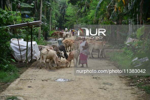 Villagers are taking shelter on higher ground with their cattle after heavy rainfall in Hojai District, Assam, India, on July 5, 2024. 