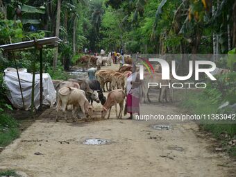 Villagers are taking shelter on higher ground with their cattle after heavy rainfall in Hojai District, Assam, India, on July 5, 2024. (