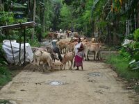 Villagers are taking shelter on higher ground with their cattle after heavy rainfall in Hojai District, Assam, India, on July 5, 2024. (