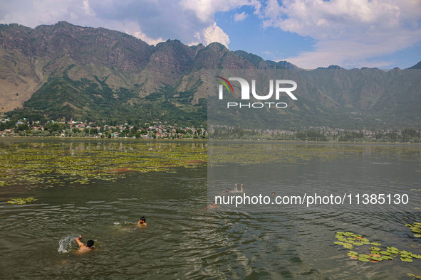 Kashmiri boys are swimming in the waters of Dal Lake to cool off on a hot summer day in Srinagar, Jammu And Kashmir, on July 05, 2024. 