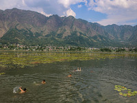 Kashmiri boys are swimming in the waters of Dal Lake to cool off on a hot summer day in Srinagar, Jammu And Kashmir, on July 05, 2024. (