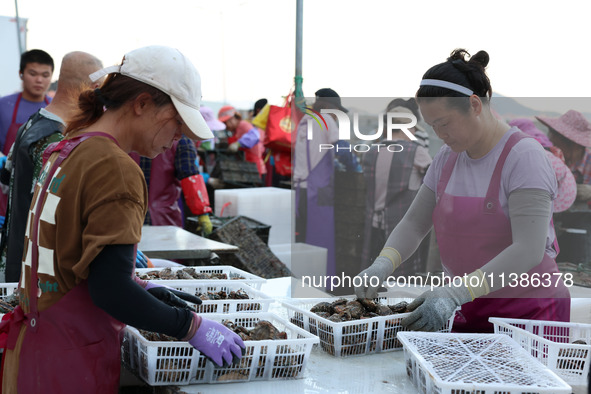 Fishermen are sorting, cleaning, and packing abalone at Songluwan Pier in Fuzhou, Fujian province, China, on July 5, 2024. 