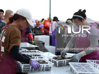 Fishermen are sorting, cleaning, and packing abalone at Songluwan Pier in Fuzhou, Fujian province, China, on July 5, 2024. (