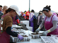 Fishermen are sorting, cleaning, and packing abalone at Songluwan Pier in Fuzhou, Fujian province, China, on July 5, 2024. (