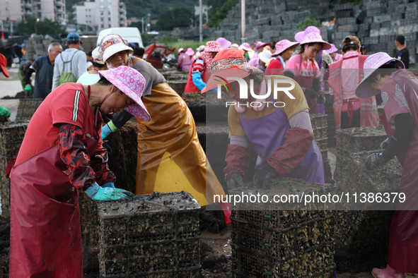 Fishermen are sorting, cleaning, and packing abalone at Songluwan Pier in Fuzhou, Fujian province, China, on July 5, 2024. 