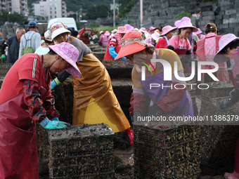 Fishermen are sorting, cleaning, and packing abalone at Songluwan Pier in Fuzhou, Fujian province, China, on July 5, 2024. (