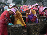 Fishermen are sorting, cleaning, and packing abalone at Songluwan Pier in Fuzhou, Fujian province, China, on July 5, 2024. (