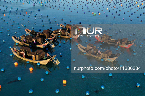 Fishermen are collecting abalone in a culture area at Songlu Bay in Fuzhou, Fujian province, China, on July 5, 2024. 