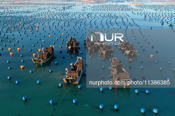 Fishermen are collecting abalone in a culture area at Songlu Bay in Fuzhou, Fujian province, China, on July 5, 2024. 